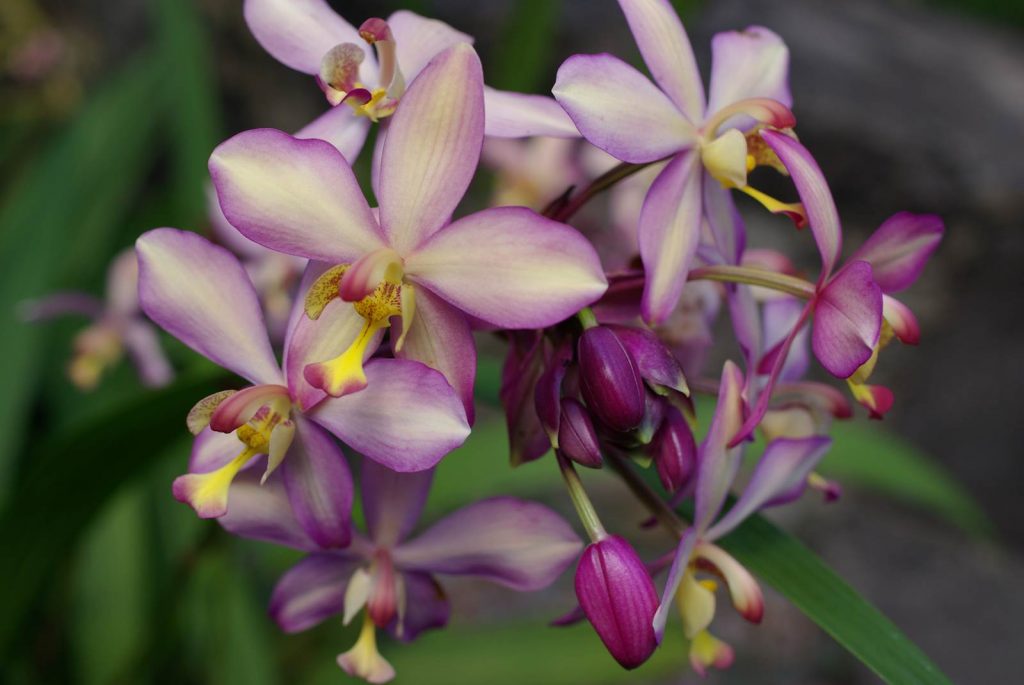 orchidée Odette Roche La Réunion