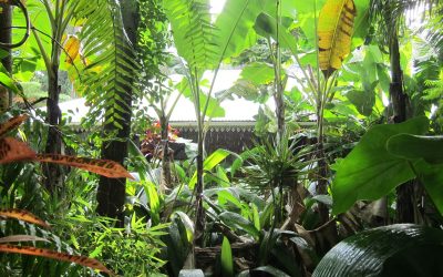 La vanille à l&rsquo;Ile de la Réunion