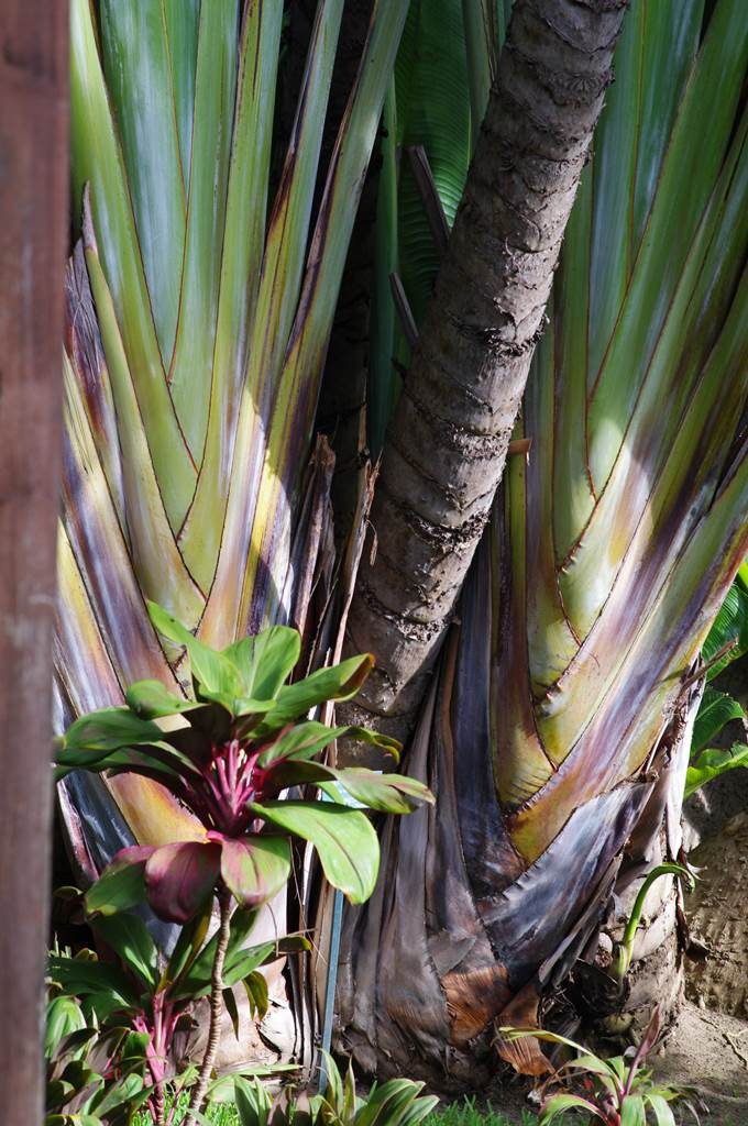 Odette Roche La Réunion