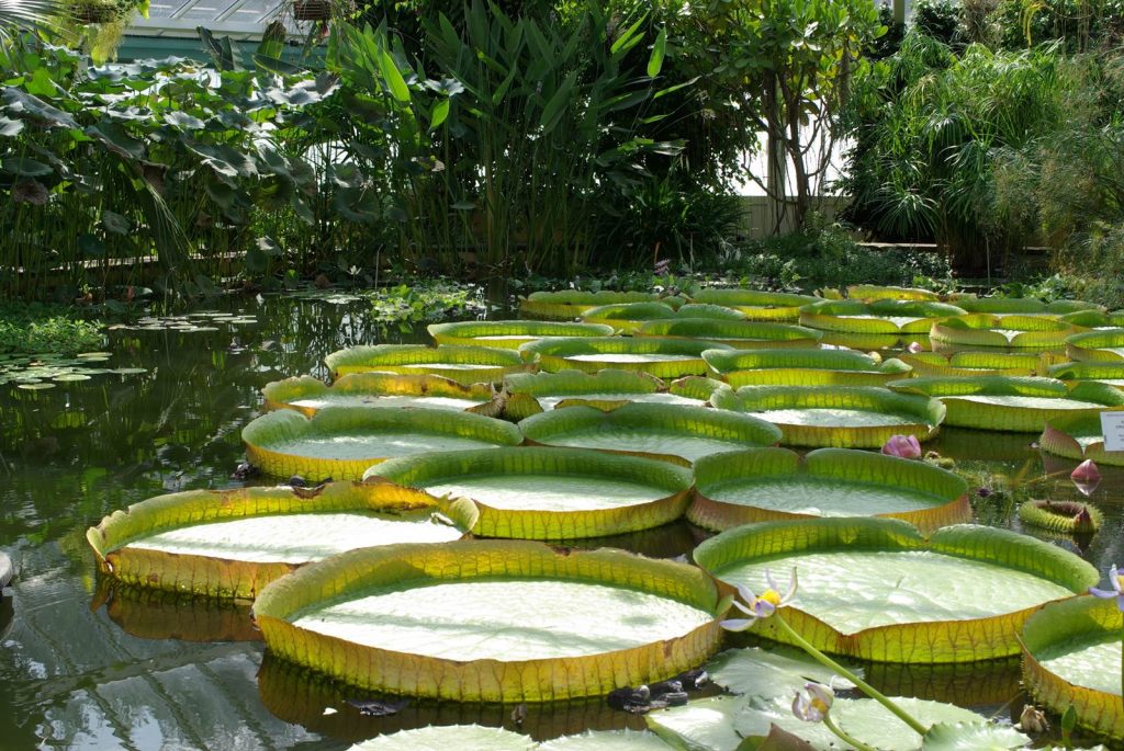 Jardin botanique Meise