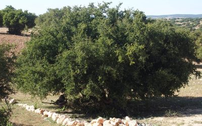 L&rsquo;arganier, un arbre mythique