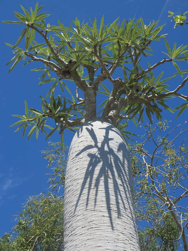 Madagascar botanique