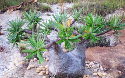 Leçon de botanique à Madagascar