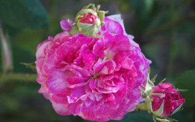 Les roses de &lsquo;La Bonne Maison&rsquo;