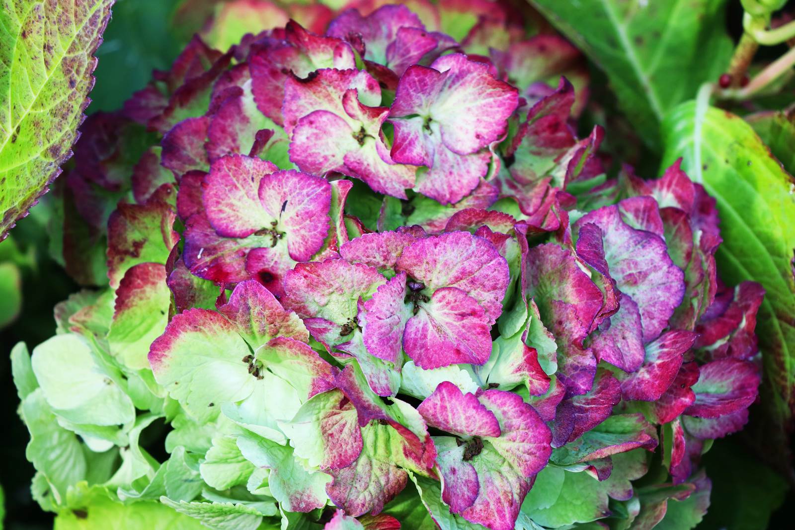 Hydrangea Noblesse Magical