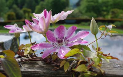 Les clématites, divas des tonnelles