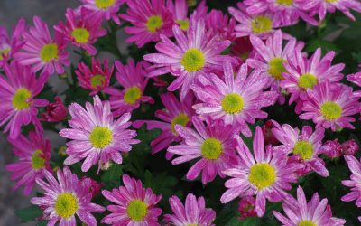 Le chrysanthème de fleuristes