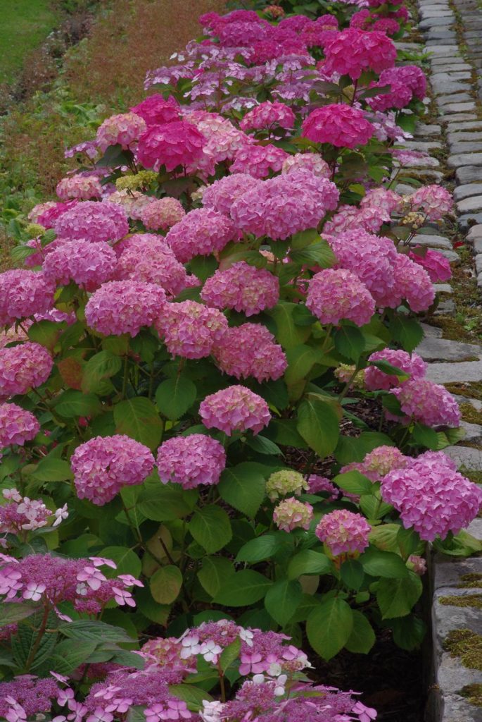 Cahier de Jardin Odette Rolin