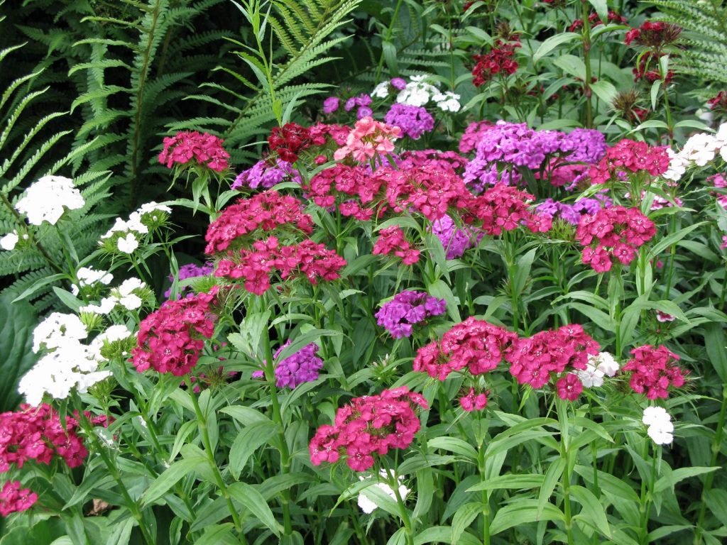 Cahier de jardin Odette Rolin