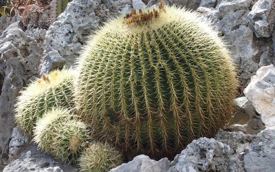 La passion des cactus