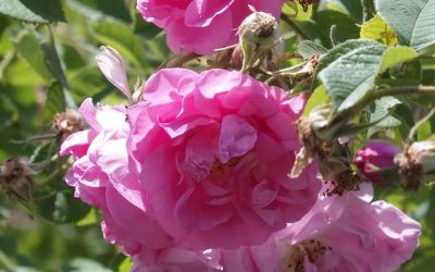 Maroc, la Vallée du Dadès