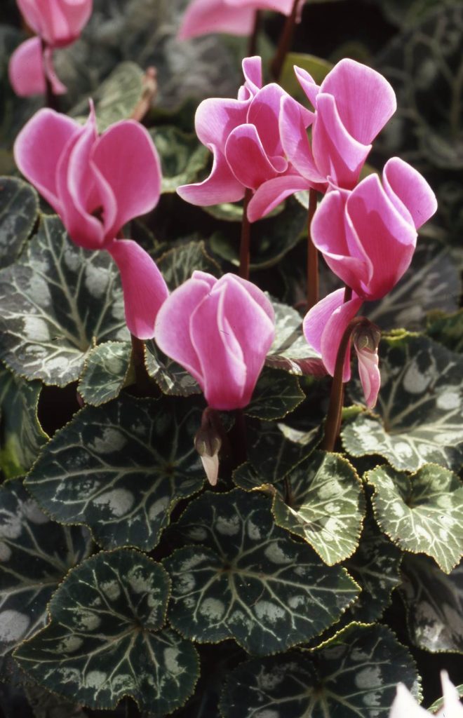 Cyclamen