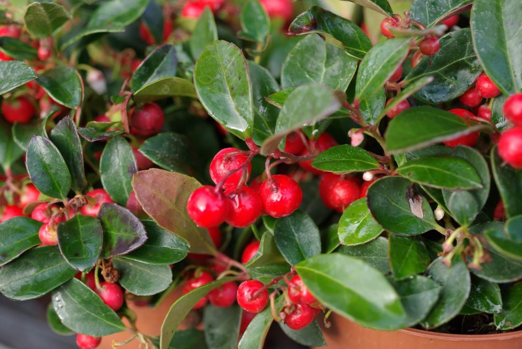 Gaultheria