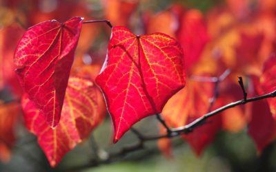 Les feuillages de l&rsquo;automne