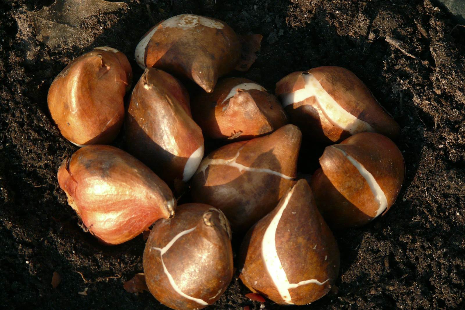 bulbes tulipes