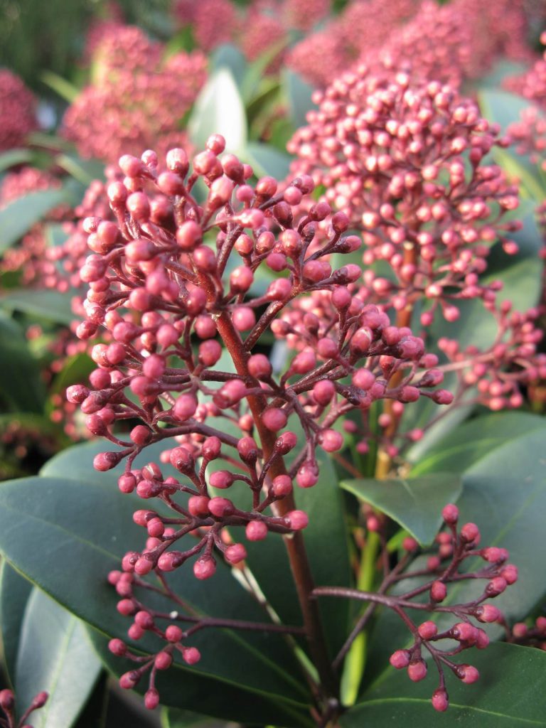 Skimmia