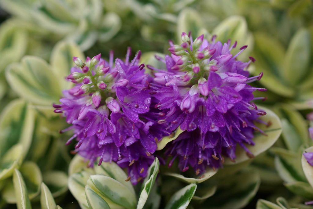 Véronique arbustive