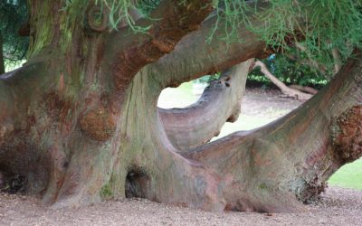 L&rsquo;intelligence végétale