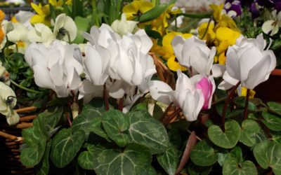 Cyclamen de Perse dans la maison