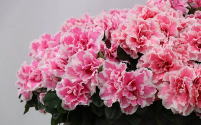 L&rsquo;azalée de Gand