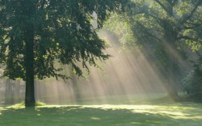 Le hêtre, seigneur de la forêt et de mon jardin