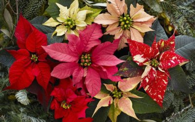 Le Poinsettia, étoile de Noël