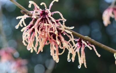 Hamamélis, noisetier des sorcières
