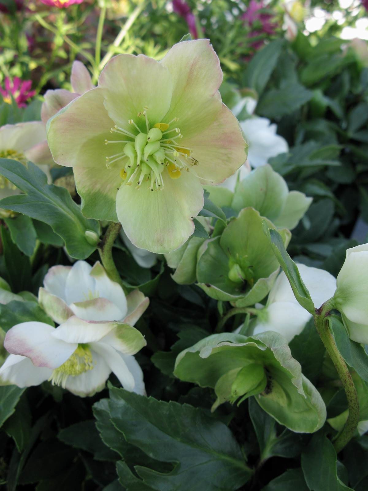 Hellébore orientale