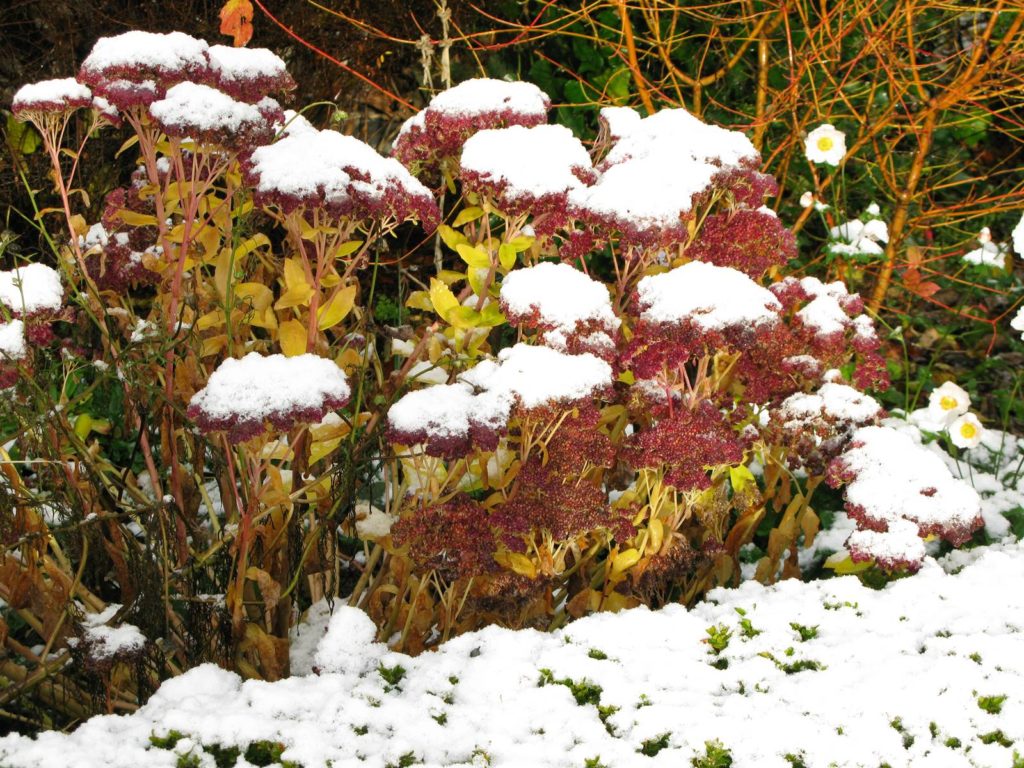 Jardin janvier sedum