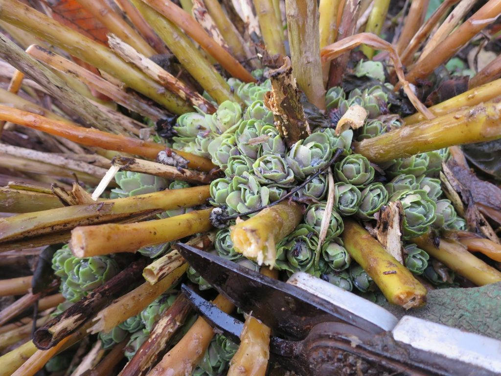 Jardin janvier sedum