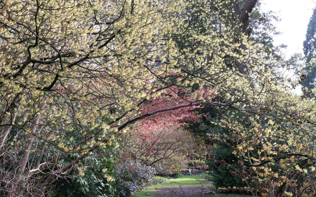 Arboretum de Kalmthout