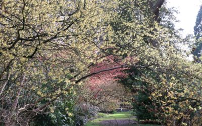 Arboretum de Kalmthout, magique en hiver!