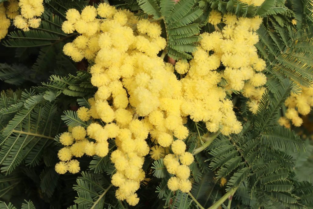 Mimosa Acacia dealbata Gaulois