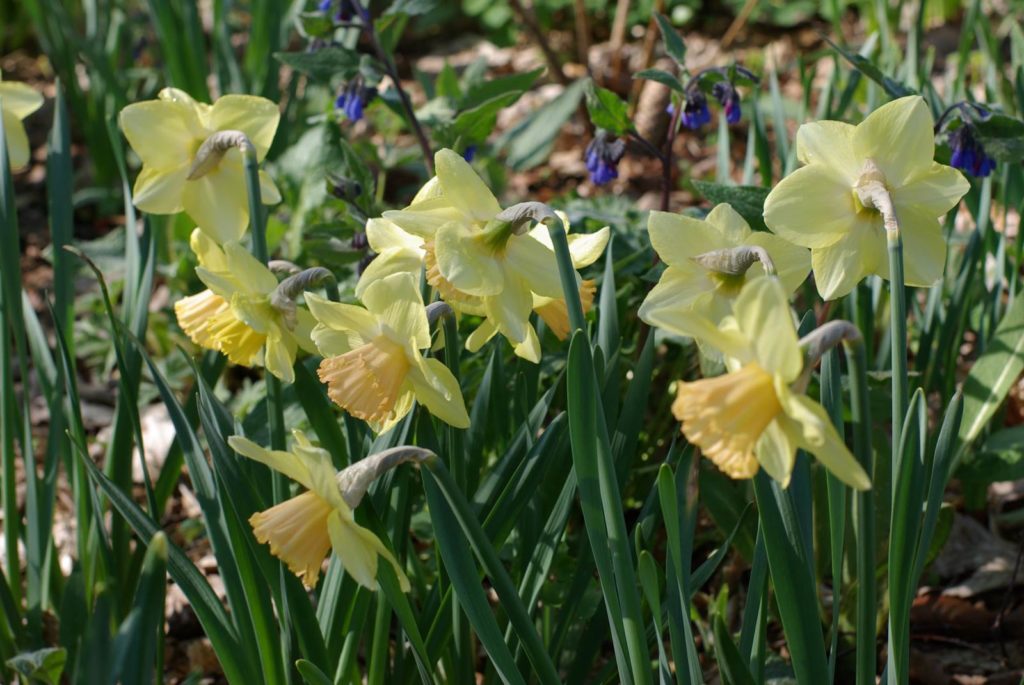 Jardin de Berchigranges