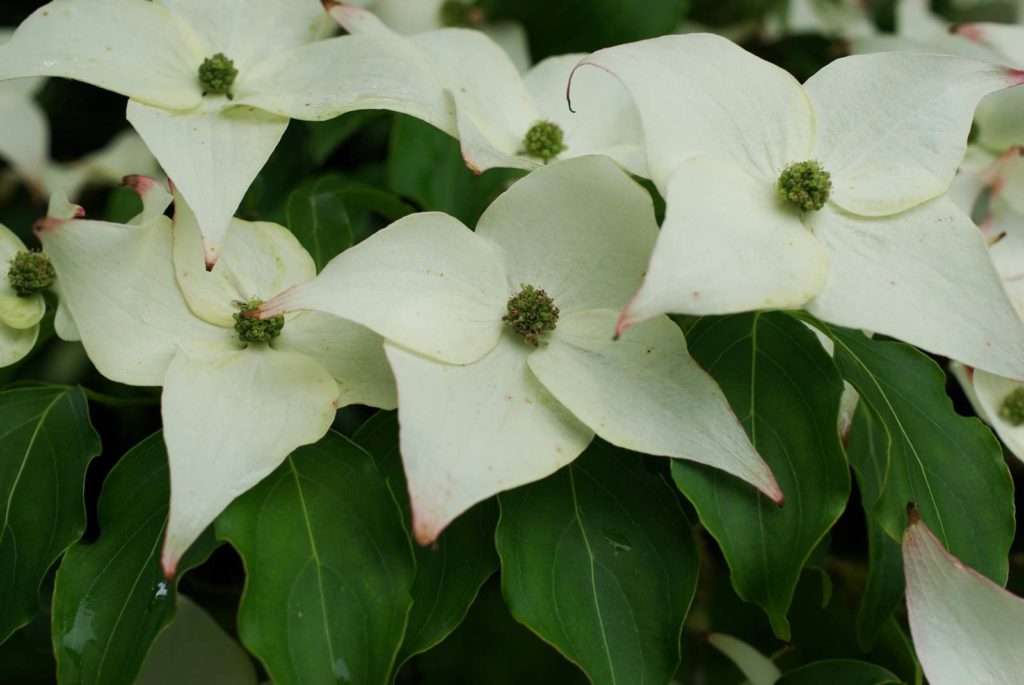 Jardin de collectionneur