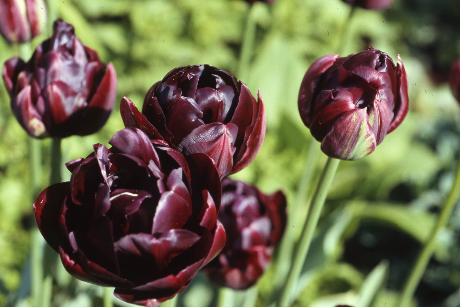 Tulipes