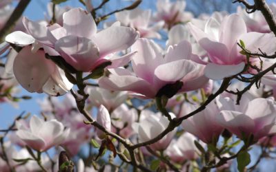 Le magnolia, l&rsquo;aristocrate du jardin