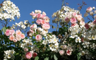 Le jardin du rosiériste André Eve, îlot secret