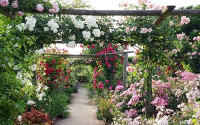 La création des roses