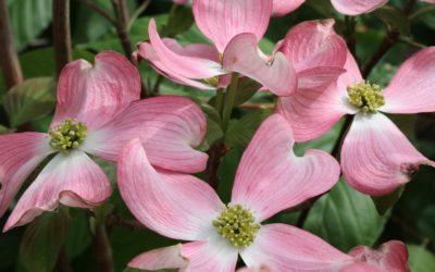 Les cornouillers à fleurs, un charme fou