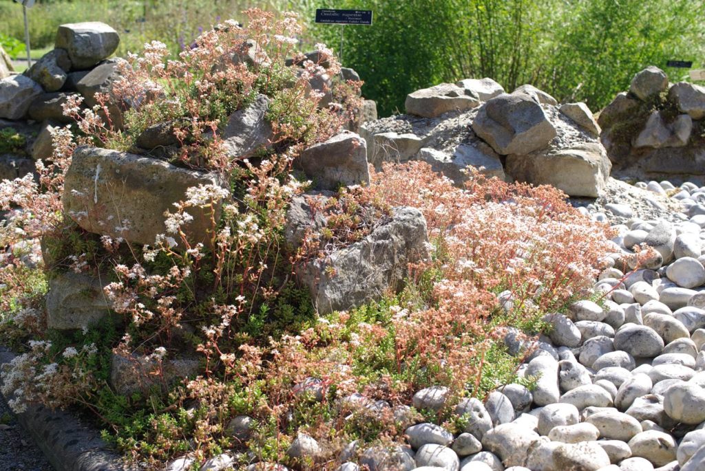 Jardin des plantes sauvages de Bailleul