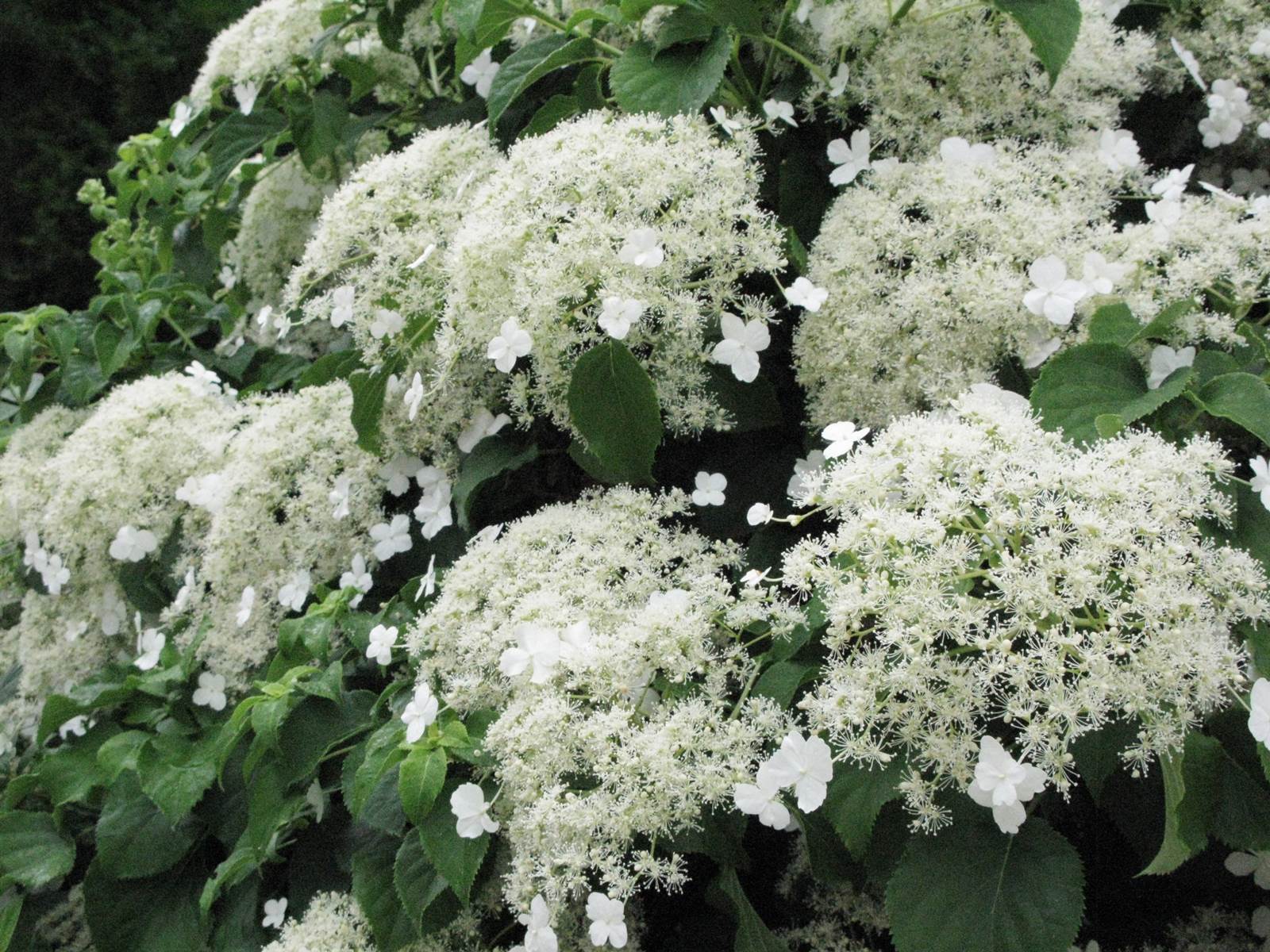 Hydrangea anomala petiolaris