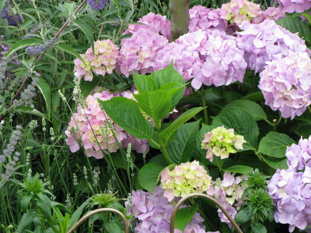 Hydrangea macrophylla