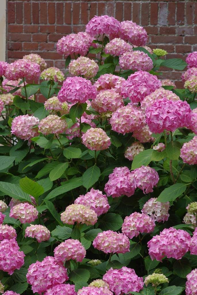 Hydrangea macrophylla