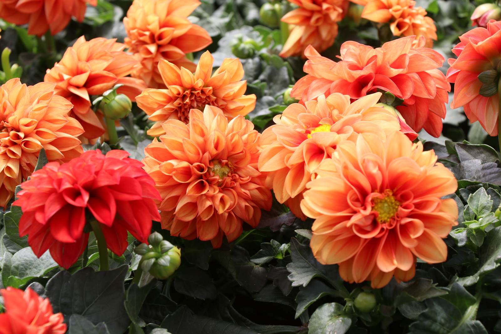 Dahlia topmix