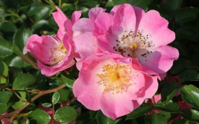 Le Roeulx et ses roses nouvelles