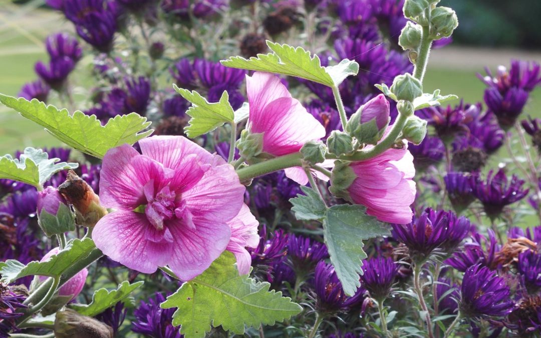 Fêtes des planes en Belgique