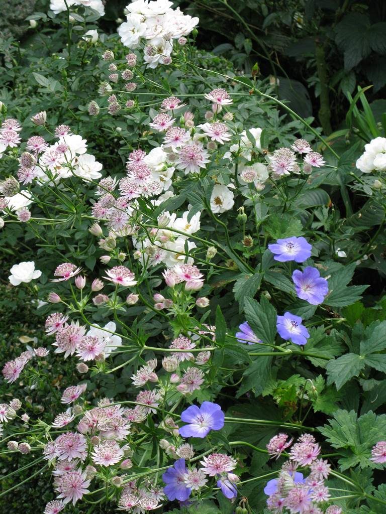 Jardin de Marie-Françoise