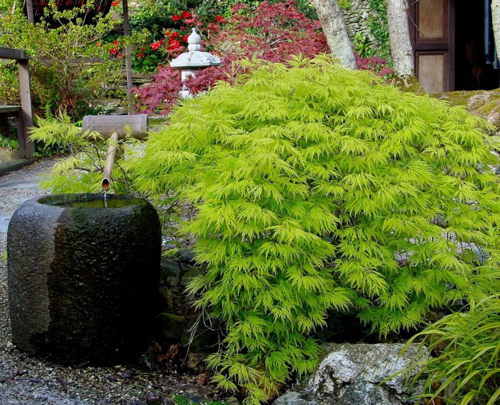 Acer palmatum Dissectum