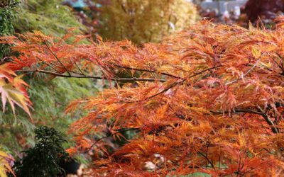 Poésie des érables du Japon